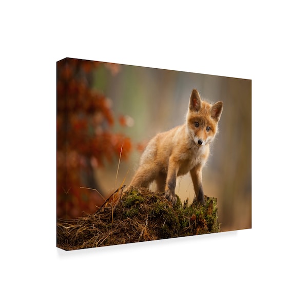 Robert Adamec 'Baby Fox' Canvas Art,24x32